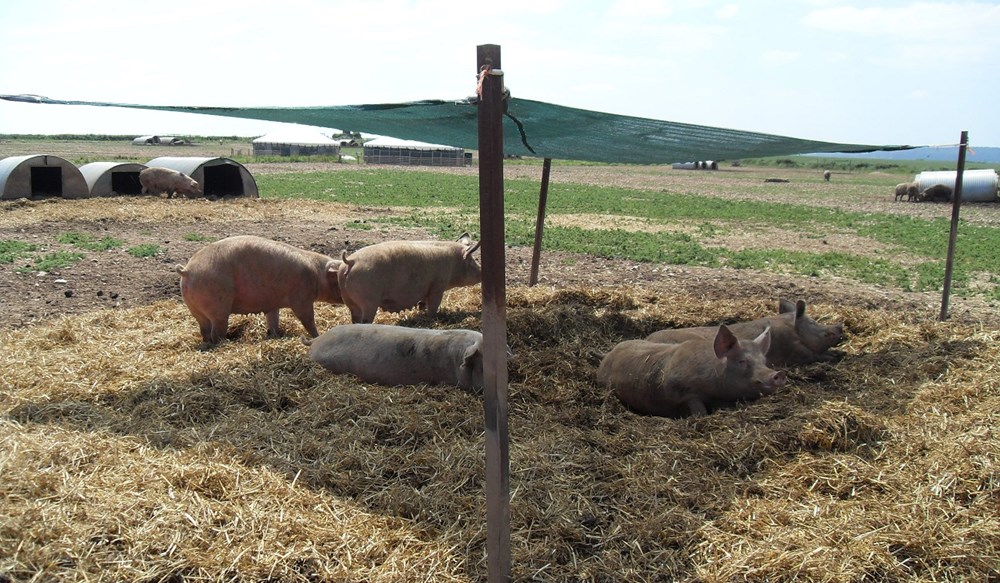 Group of pigs lying under a shade to keep cool